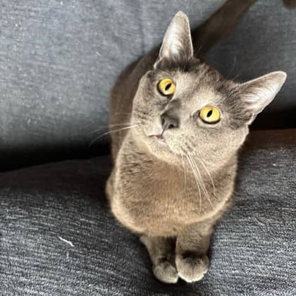 Lulu - Domestic Shorthair/Mix available for adoption