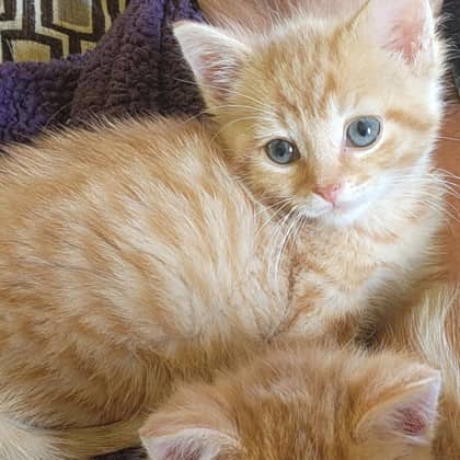 Scooby Doo - Domestic Shorthair/Mix cat available for adoption at Kingston Humane Society in Kingston