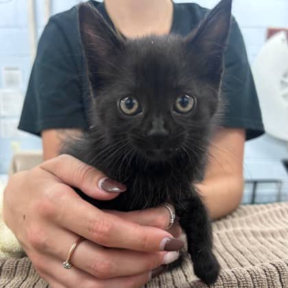 Swan - Domestic Shorthair/Mix cat available for adoption at Kingston Humane Society in Kingston