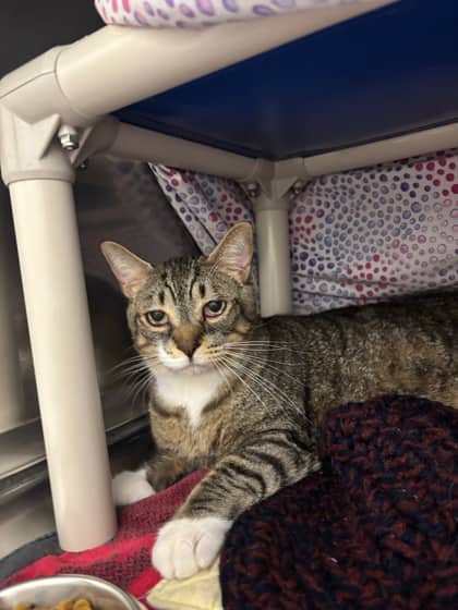 Clam - Domestic Shorthair/Mix available for adoption