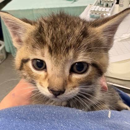Sloan - Domestic Shorthair/Mix cat available for adoption at Kingston Humane Society in Kingston