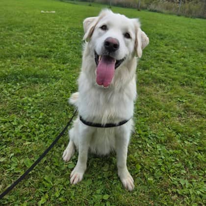Butters - Retriever, Labrador/Mix available for adoption in Ontario