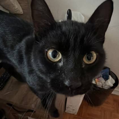 Edgar - Domestic Shorthair/Mix cat available for adoption at Kingston Humane Society in Kingston