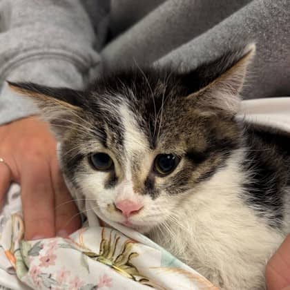 Otis - Domestic Shorthair/Mix available for adoption