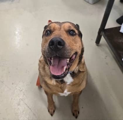 Jayda - Boxer/Mix available for adoption