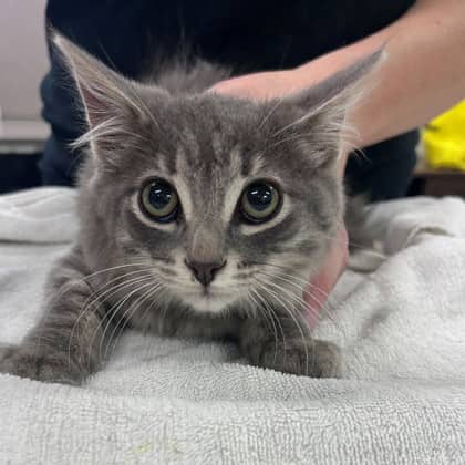 Butternut - Domestic Shorthair/Mix cat available for adoption at Kingston Humane Society in Kingston