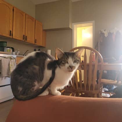 Pearl - Domestic Shorthair/Mix available for adoption