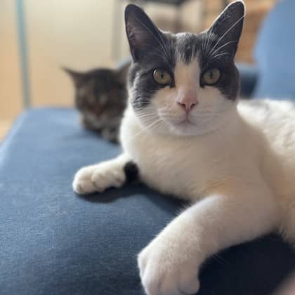 Charlie - Domestic Shorthair/Mix cat available for adoption at Kingston Humane Society in Kingston