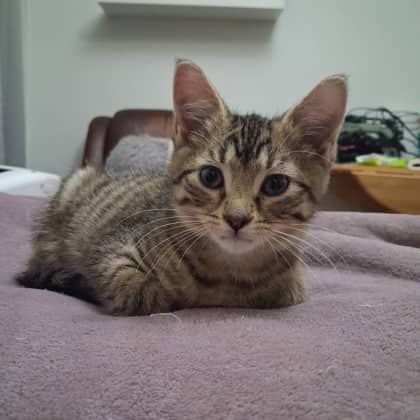 Crusty AKA Eggo - Domestic Shorthair/Mix cat available for adoption at Kingston Humane Society in Kingston