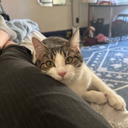 Indie - Domestic Shorthair/Mix cat available for adoption at Kingston Humane Society in Kingston