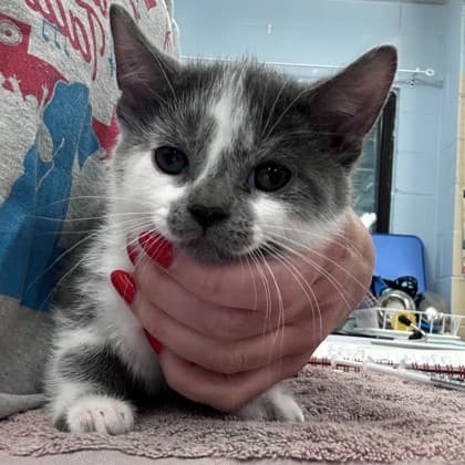 Knicky - Domestic Shorthair/Mix available for adoption