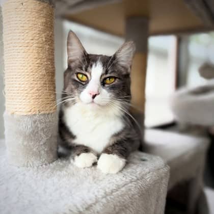 Pandora - Domestic Shorthair/Mix cat available for adoption at Kingston Humane Society in Kingston