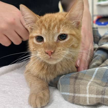 Arlene - Domestic Shorthair/Mix cat available for adoption at Kingston Humane Society in Kingston