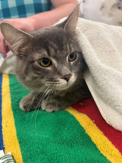 Sourdough - Domestic Medium Hair/Mix cat available for adoption in Calgary