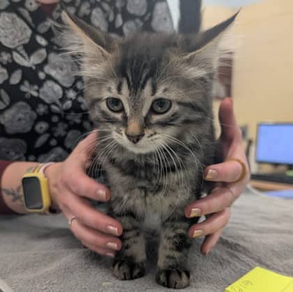 Leclerc - Domestic Shorthair/Mix cat available for adoption at Kingston Humane Society in Kingston