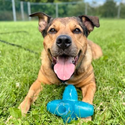 Jayda - Boxer/Mix available for adoption in Ontario