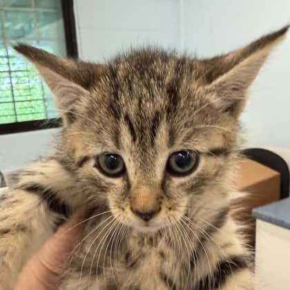 Ember - Domestic Shorthair/Mix cat available for adoption at Kingston Humane Society in Kingston