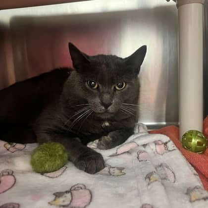 Squid - Domestic Shorthair/Mix available for adoption