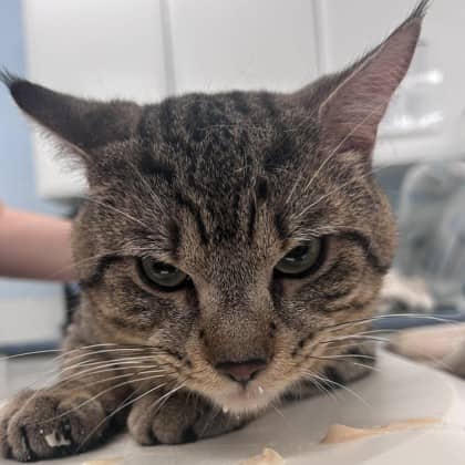 Mr. White - Domestic Shorthair/Mix cat available for adoption in Calgary