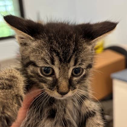 Bruce - Domestic Shorthair/Mix cat available for adoption at Kingston Humane Society in Kingston