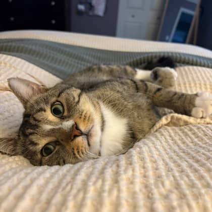 Mingus - Domestic Shorthair/Mix available for adoption