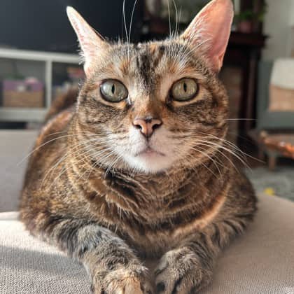 Taffy - Domestic Shorthair/Mix cat available for adoption at Kingston Humane Society in Kingston