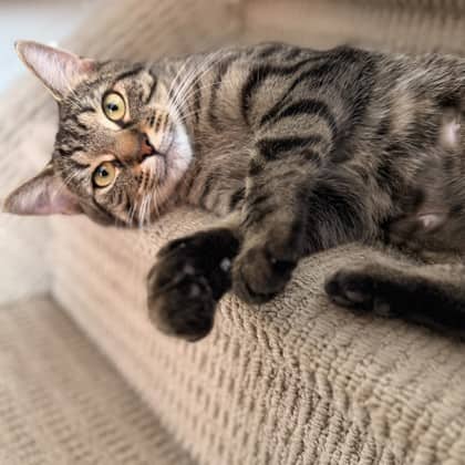 Freya - Domestic Shorthair/Mix available for adoption