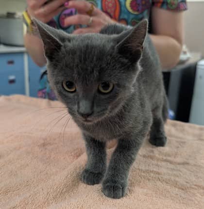 Miso - Domestic Shorthair/Mix cat available for adoption at Kingston Humane Society in Kingston