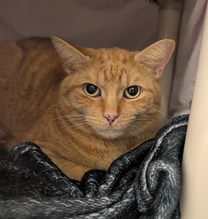Oliver - Domestic Shorthair/Mix available for adoption