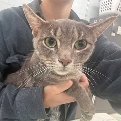 Opal - Domestic Shorthair/Mix cat available for adoption at Kingston Humane Society in Kingston