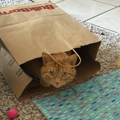 Talis - Domestic Shorthair/Mix available for adoption