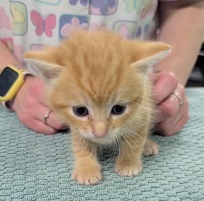 Peter - Domestic Shorthair/Mix cat available for adoption in Ontario