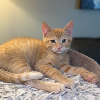 Pasta - Domestic Shorthair/Mix cat available for adoption at Kingston Humane Society in Kingston