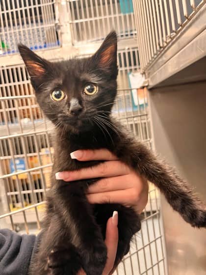 Snoopy - Domestic Shorthair/Mix cat available for adoption at Kingston Humane Society in Kingston