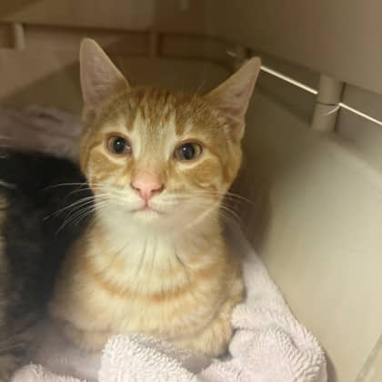Billie - Domestic Shorthair/Mix cat available for adoption at Kingston Humane Society in Kingston