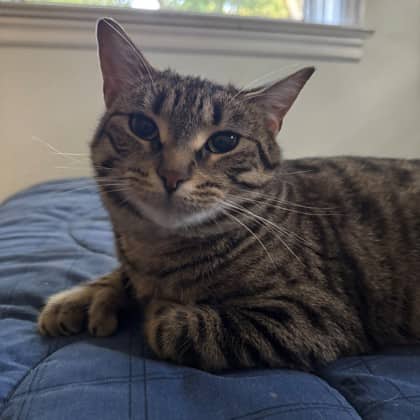 Betty - Domestic Shorthair/Mix available for adoption