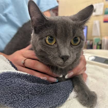 Rachel - Domestic Shorthair/Mix cat available for adoption at Kingston Humane Society in Kingston