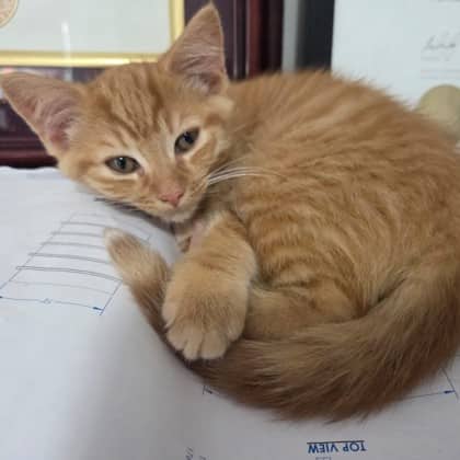 Beau - Domestic Shorthair/Mix available for adoption