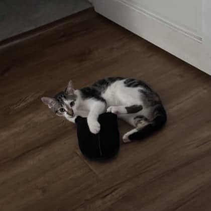 Milo - Domestic Shorthair/Mix available for adoption