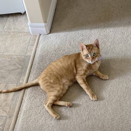 Garfield - Domestic Shorthair/Mix available for adoption