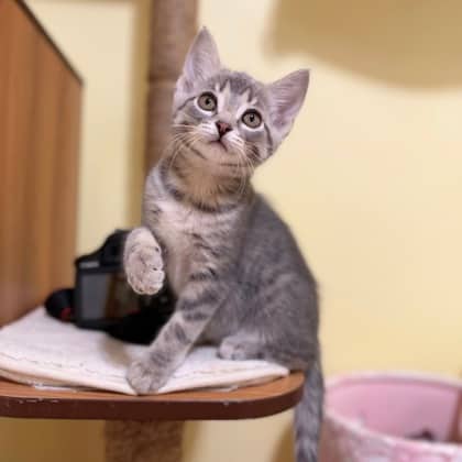 Omega - Domestic Shorthair/Mix available for adoption