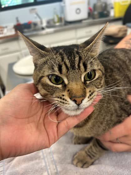 Pot Pie - Domestic Shorthair/Mix cat available for adoption at Kingston Humane Society in Kingston