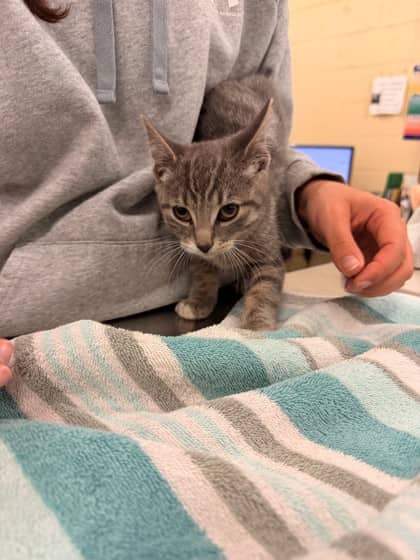 Oak - Domestic Shorthair/Mix cat available for adoption at Kingston Humane Society in Kingston