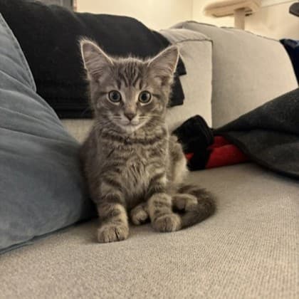 Earl - Domestic Shorthair/Mix available for adoption