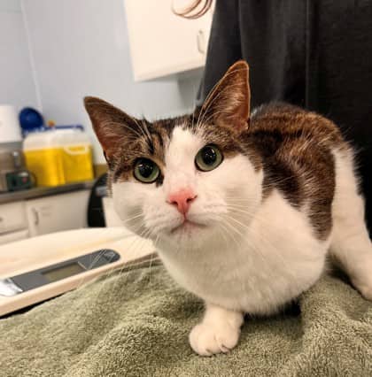 Oliver - Domestic Shorthair/Mix cat available for adoption at Kingston Humane Society in Kingston