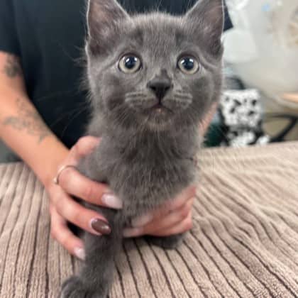 Heron - Domestic Shorthair/Mix cat available for adoption at Kingston Humane Society in Kingston