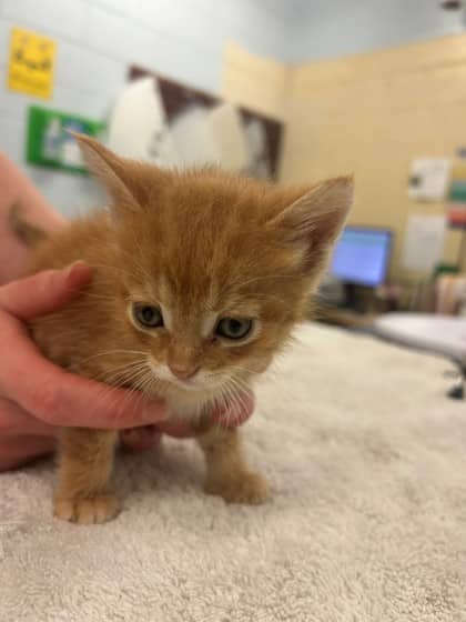 Tomato - Domestic Shorthair/Mix cat available for adoption at Kingston Humane Society in Kingston