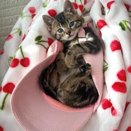 Mustard - Domestic Shorthair/Mix cat available for adoption at Kingston Humane Society in Kingston