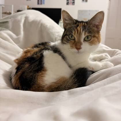 Harley - Domestic Shorthair/Mix cat available for adoption at Kingston Humane Society in Kingston