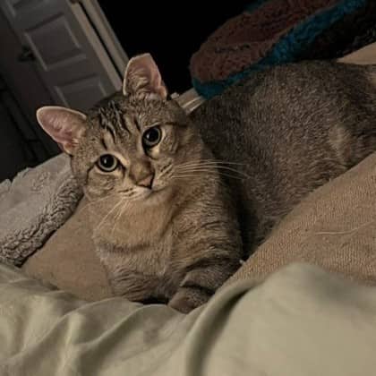 Lemmy - Domestic Shorthair/Mix available for adoption